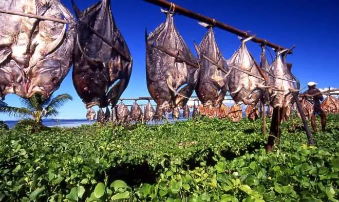 Food Drying