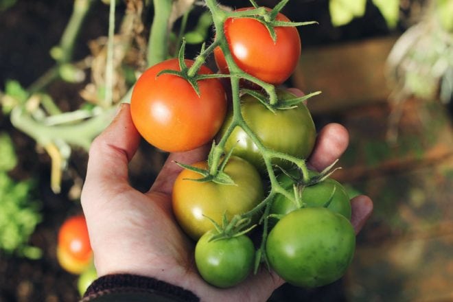 Tomato Plant