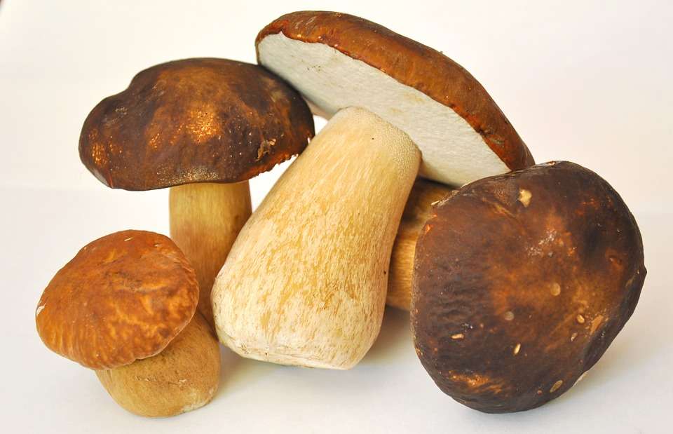 fresh porcini mushroom