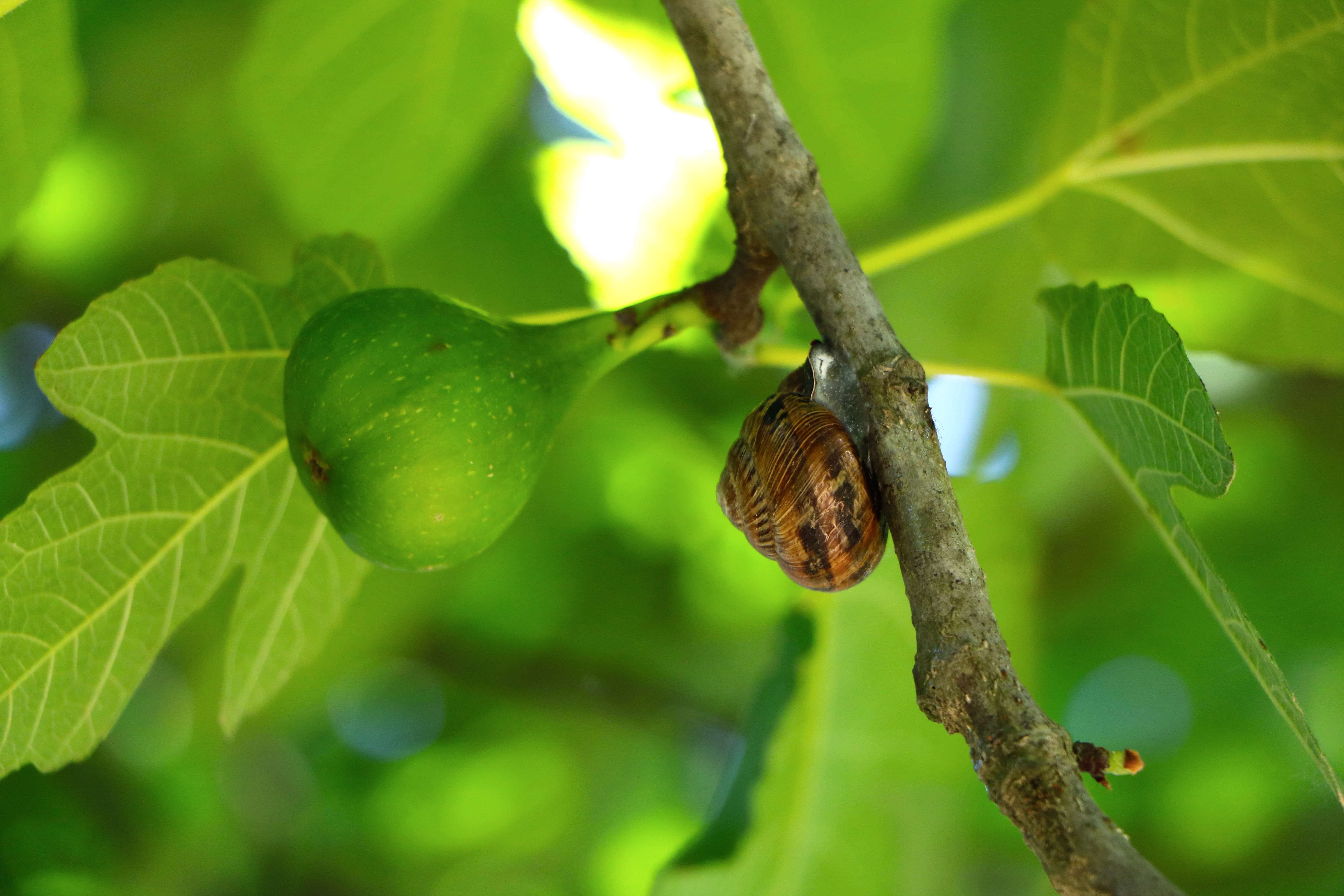 5 Methods of Drying Figs: A Complete Guide