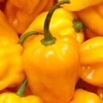Hainan Yellow Lantern pepper