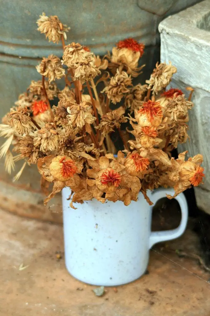 dried flowers